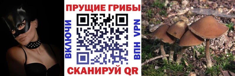 даркнет сайт  Руза  Галлюциногенные грибы Psilocybine cubensis 